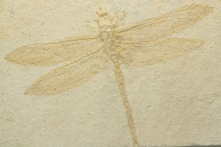 Large, Fossil Dragonfly - Solnhofen Limestone #227334